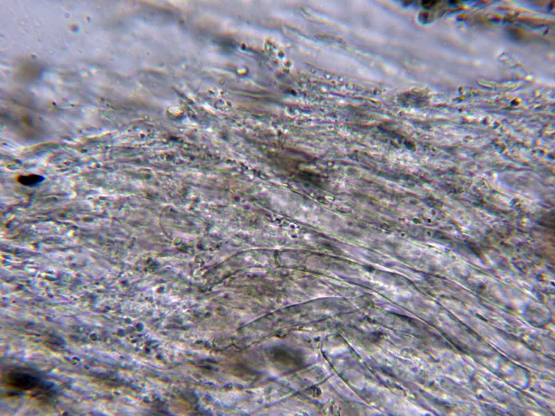 Cerioporus corylinus 10 - Suprapellis agua con incrustaciones-001